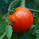 Richtige Bewässerung von Tomaten Richtige Bewässerung von Tomaten