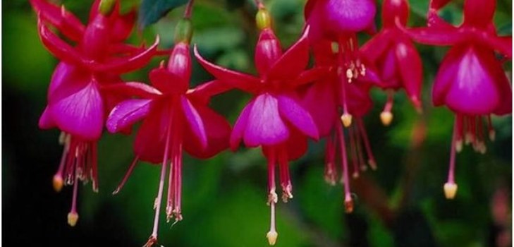 Blumen Fuchsia