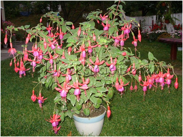 Fuchsie in einer Wanne