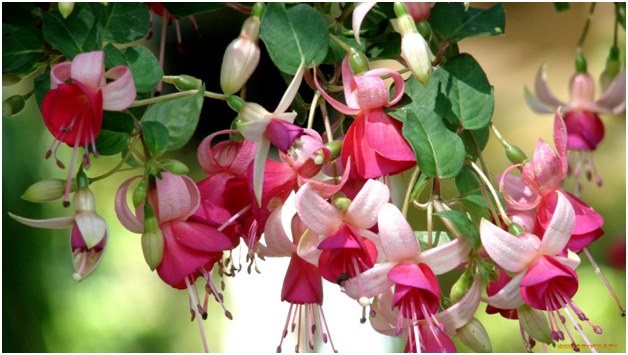 Die richtige Pflege für Fuchsia