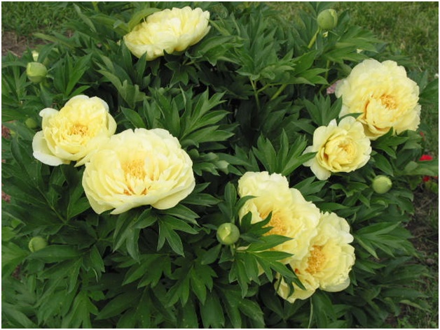 Pion Haufen