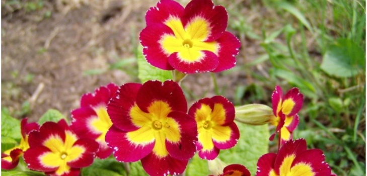 Blüten Primel