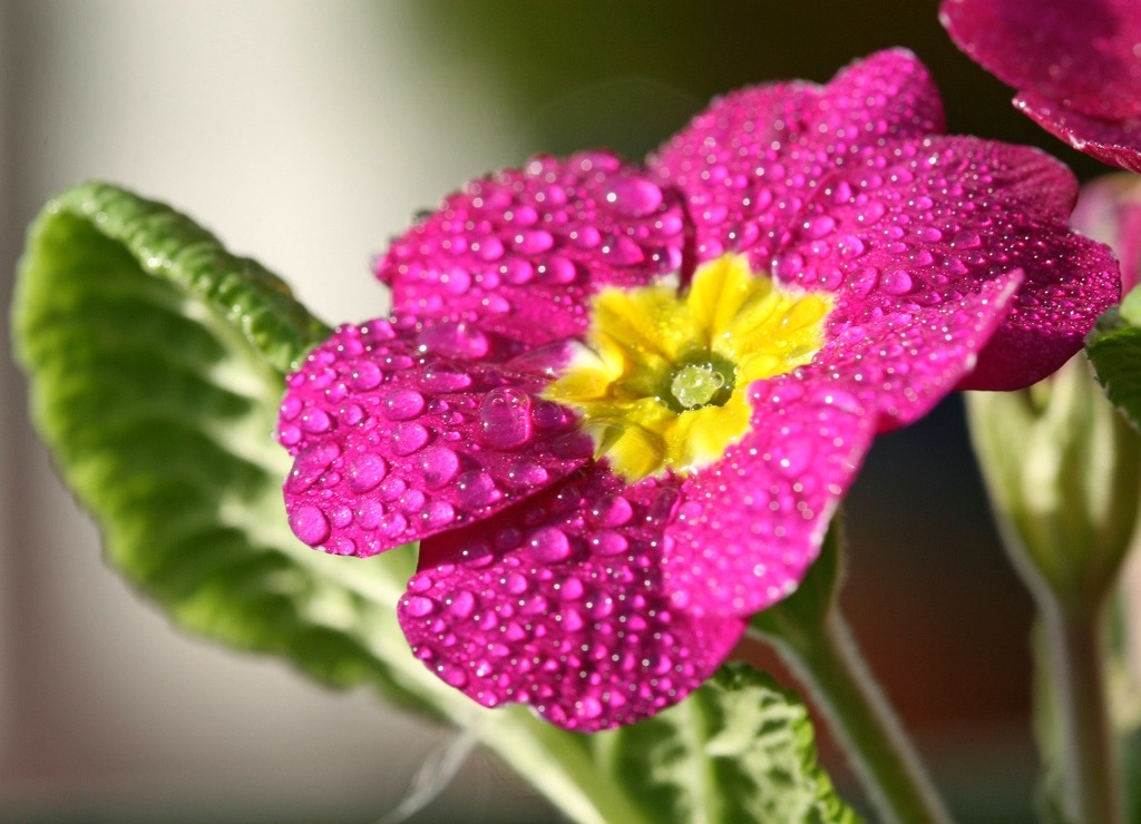 Primelblume