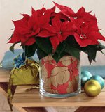 Weihnachtsstern: Der Weihnachtsstern Weihnachtsstern: Der Weihnachtsstern