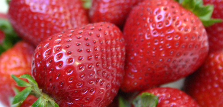 Sämlinge von Erdbeeren und Erdbeeren