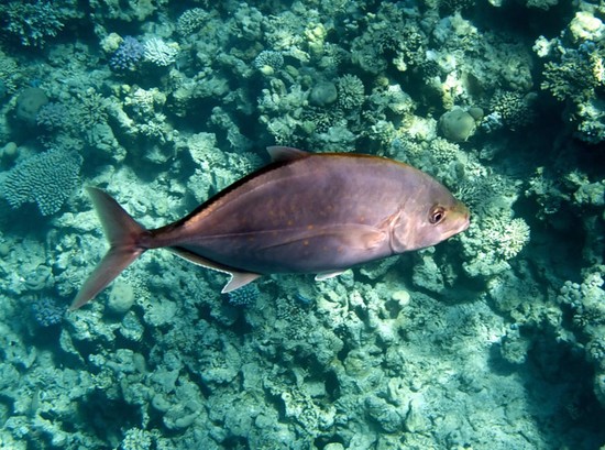 Große und kleine Fische: die besten Plätze zum Fischen auf der Krim