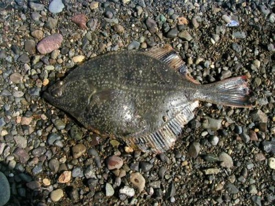 Große und kleine Fische: die besten Plätze zum Fischen auf der Krim