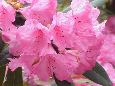 Rhododendron