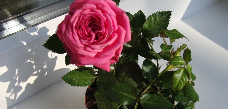 Rose zu Hause: Pflege und Inhalt