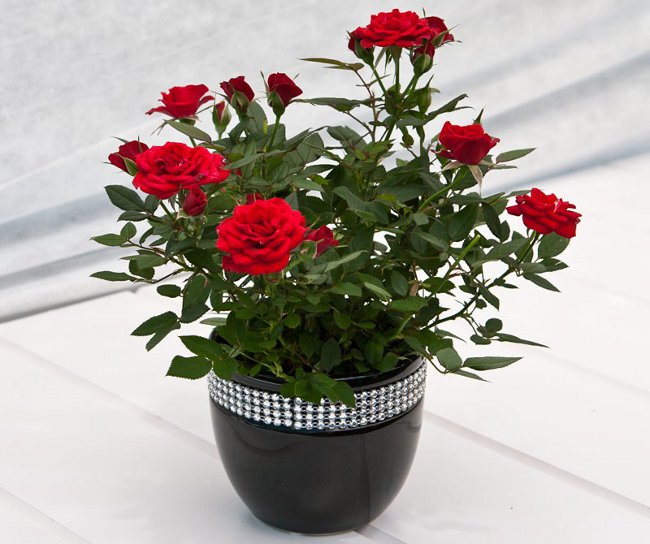 Rose zu Hause: Pflege und Inhalt