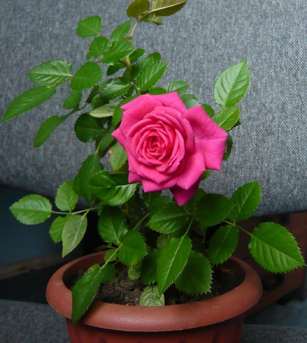 Rose zu Hause: Pflege und Inhalt