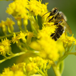 Allergie gegen Pollen