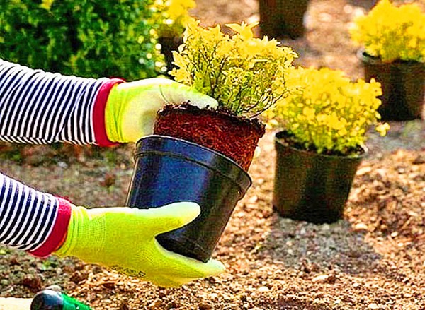 Buchsbaum - immergrüne Dekoration für den Garten und Fensterbank