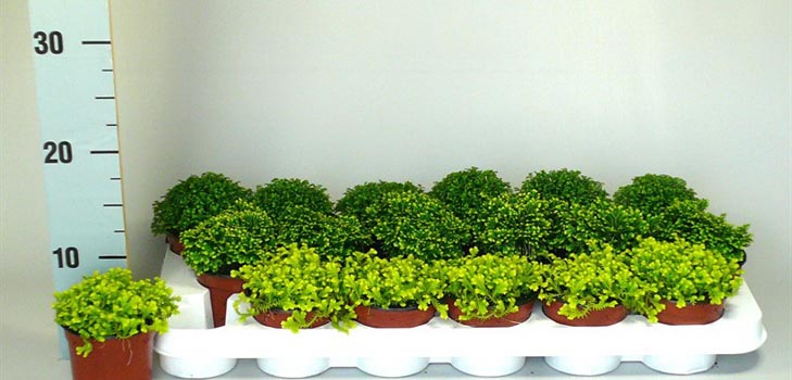 Selaginella: Pflege
