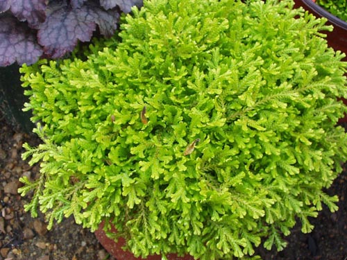 Selaginella: Spezies