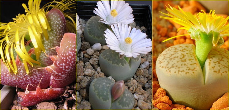 Lithops Samen