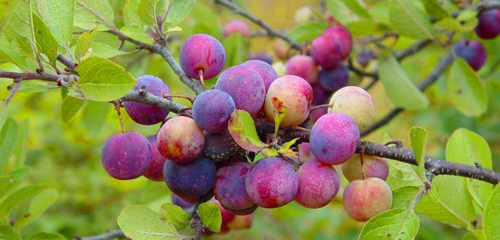 Gartenspüle die besten Sorten für den Anbau