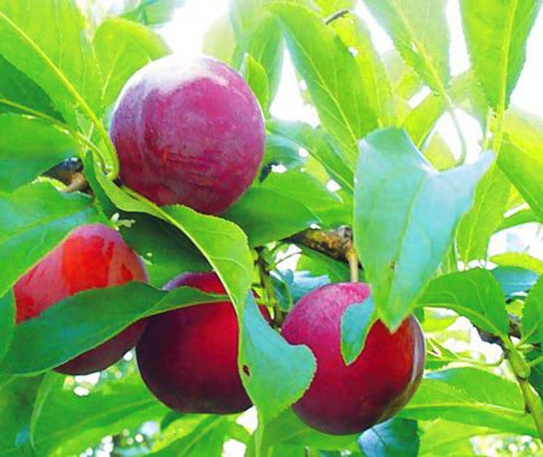 Gartenspüle die besten Sorten für den Anbau