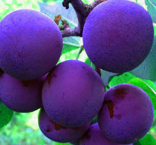 Gartenspüle die besten Sorten für den Anbau