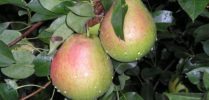 Die besten Sorten von Birnen - Beschreibungen, Pflanzen und Pflege, Foto