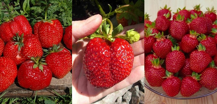 Die besten Erdbeeren - Beschreibung, Ausstattung, Foto