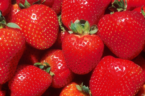 Die besten Erdbeeren - Beschreibung, Ausstattung, Foto