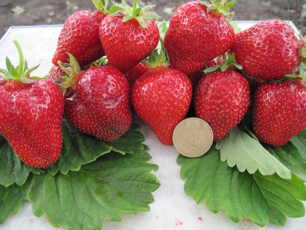 Die besten Erdbeeren - Beschreibung, Ausstattung, Foto