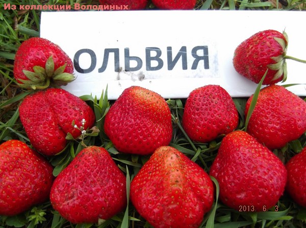 Die besten Erdbeeren - Beschreibung, Ausstattung, Foto