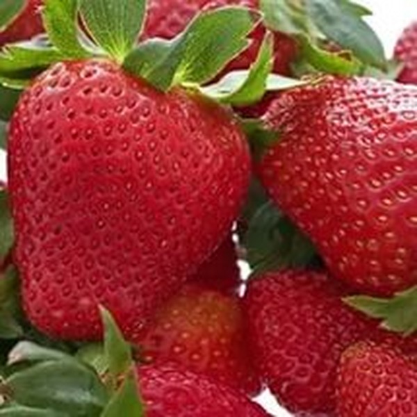 Die besten Erdbeeren - Beschreibung, Ausstattung, Foto