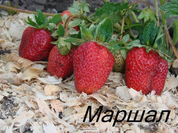 Die besten Erdbeeren - Beschreibung, Ausstattung, Foto