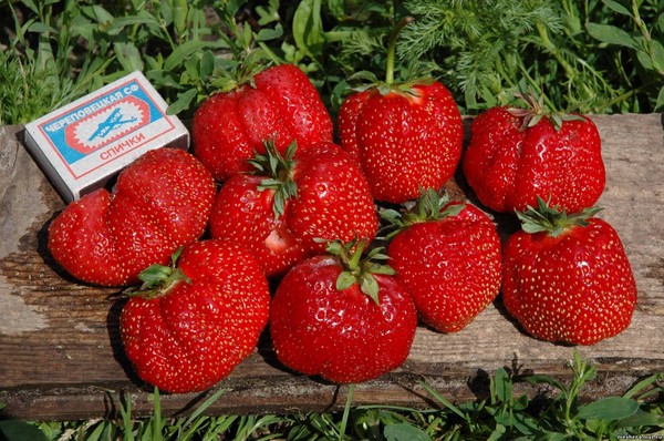 Die besten Erdbeeren - Beschreibung, Ausstattung, Foto