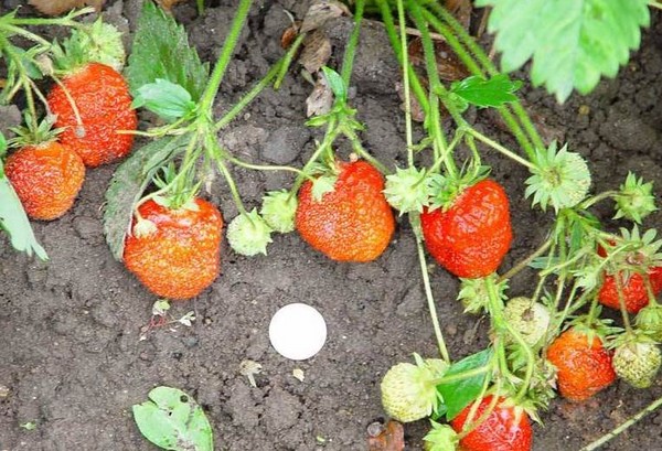 Die besten Erdbeeren - Beschreibung, Ausstattung, Foto
