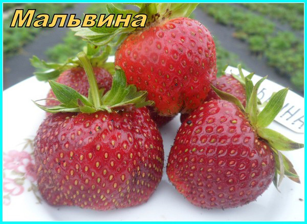 Die besten Erdbeeren - Beschreibung, Ausstattung, Foto