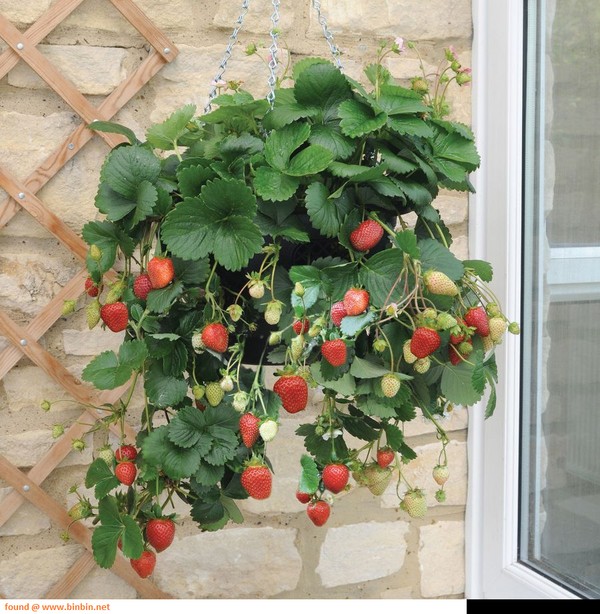 Die besten Erdbeeren - Beschreibung, Ausstattung, Foto