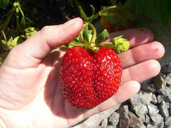 Die besten Erdbeeren - Beschreibung, Ausstattung, Foto