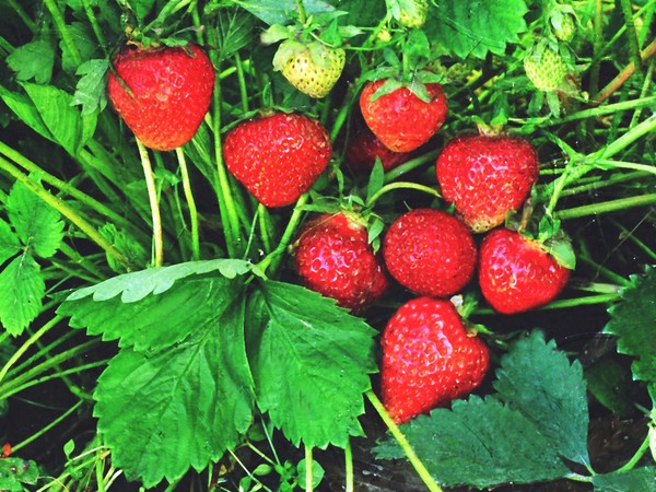 Die besten Erdbeeren - Beschreibung, Ausstattung, Foto