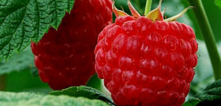 Die besten Sorten von Himbeeren - Beschreibungen, Pflanzen und Pflege, Foto