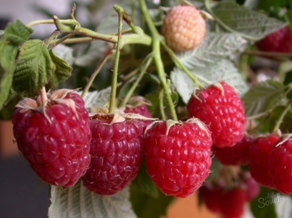 Die besten Sorten von Himbeeren - Beschreibungen, Pflanzen und Pflege, Foto