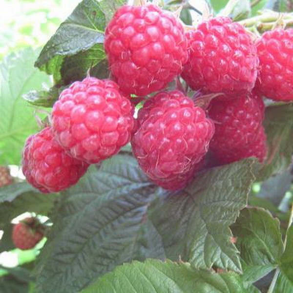 Die besten Sorten von Himbeeren - Beschreibungen, Pflanzen und Pflege, Foto
