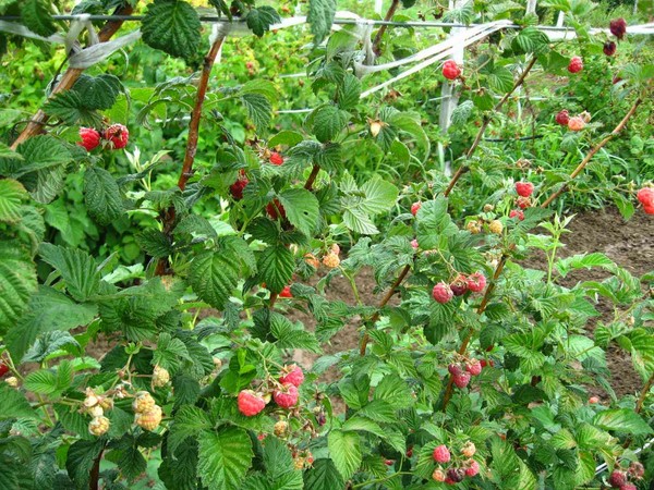 Die besten Sorten von Himbeeren - Beschreibungen, Pflanzen und Pflege, Foto