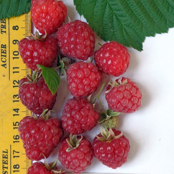 Die besten Sorten von Himbeeren - Beschreibungen, Pflanzen und Pflege, Foto