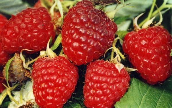 Die besten Sorten von Himbeeren - Beschreibungen, Pflanzen und Pflege, Foto