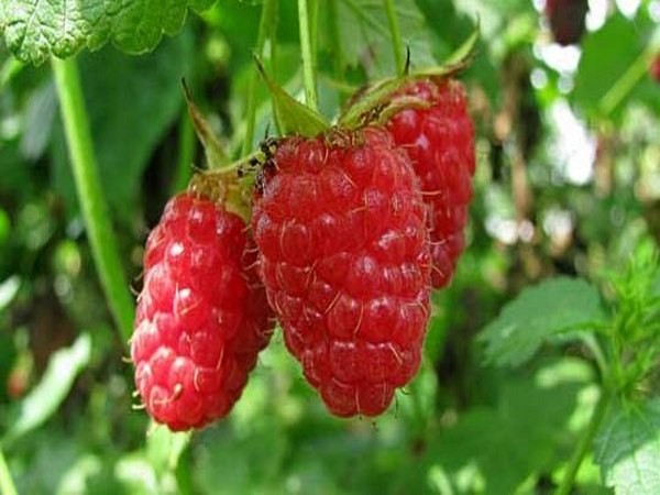 Die besten Sorten von Himbeeren - Beschreibungen, Pflanzen und Pflege, Foto