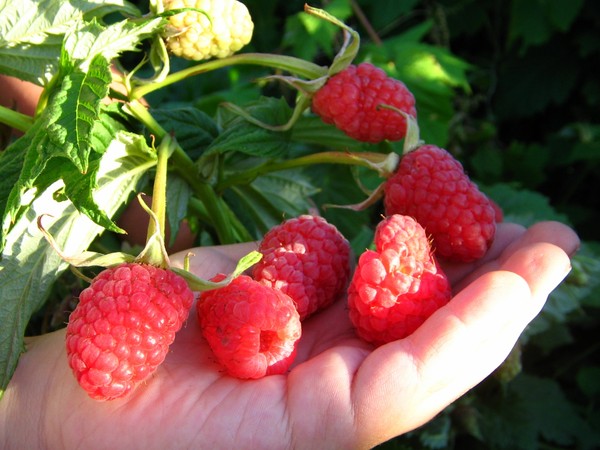 Die besten Sorten von Himbeeren - Beschreibungen, Pflanzen und Pflege, Foto