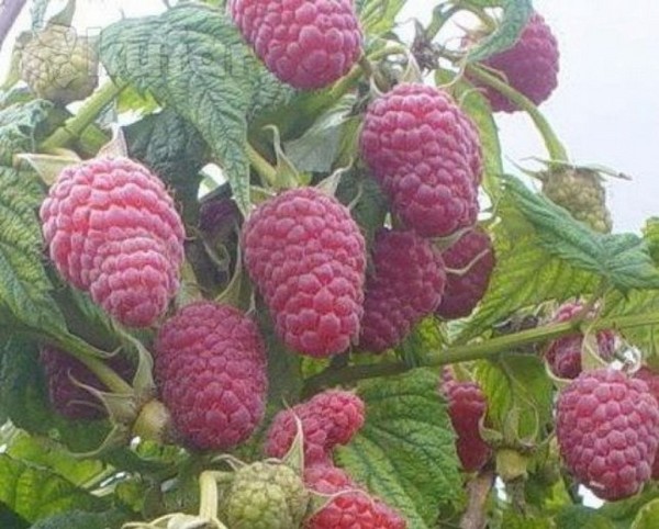 Die besten Sorten von Himbeeren - Beschreibungen, Pflanzen und Pflege, Foto