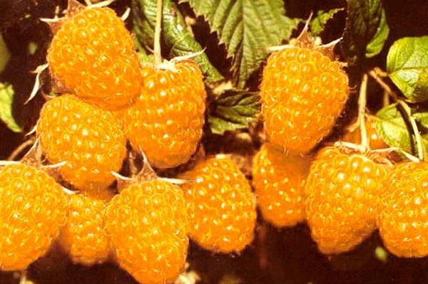 Die besten Sorten von Himbeeren - Beschreibungen, Pflanzen und Pflege, Foto