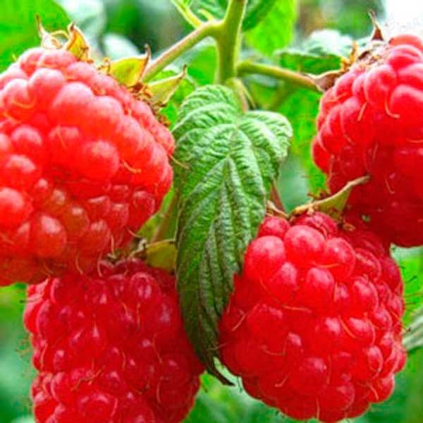 Die besten Sorten von Himbeeren - Beschreibungen, Pflanzen und Pflege, Foto