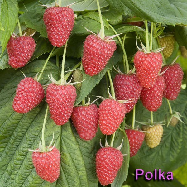 Die besten Sorten von Himbeeren - Beschreibungen, Pflanzen und Pflege, Foto