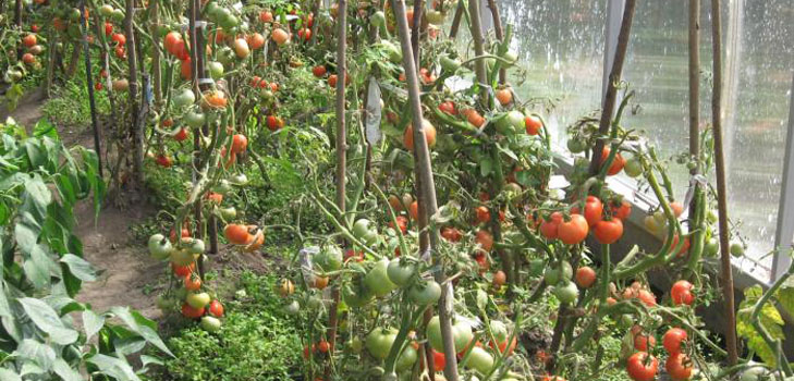 Die besten Tomaten für Gewächshäuser