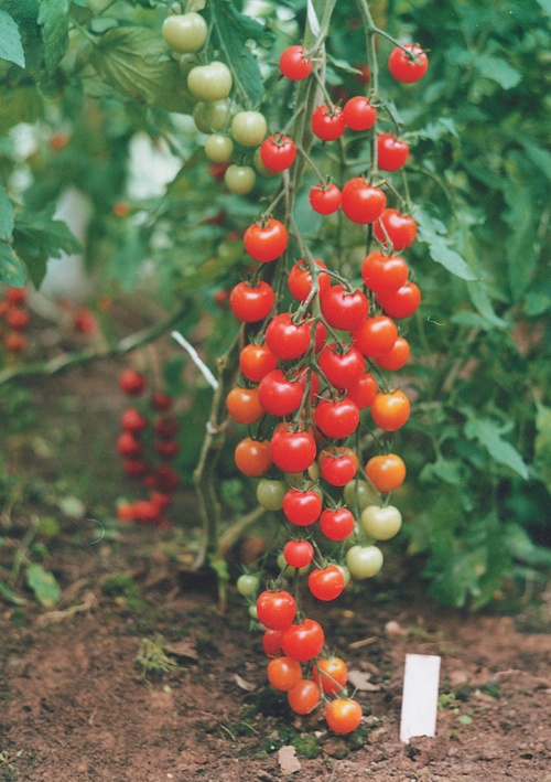 Die besten Tomaten für Gewächshäuser
